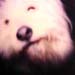 chien